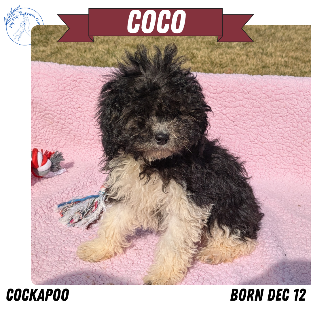COCKAPOO (12/12) FEMALE