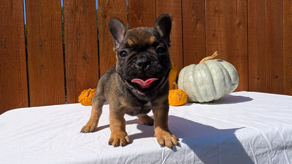 FRENCH BULLDOG (08/12) MALE