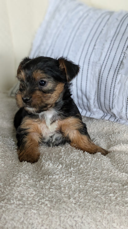 YORKSHIRE TERRIER (02/25) FEMALE