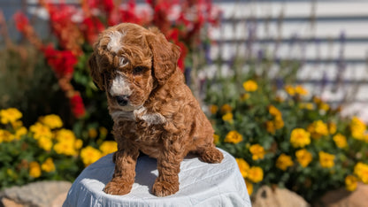 MINI GOLDENDOODLE (08/15) MALE