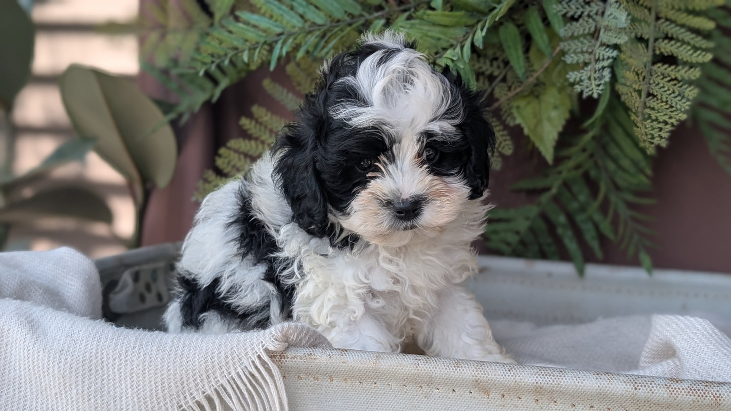 COCKAPOO (MAY 22) MALES