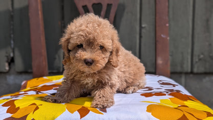 MINI POODLE (JUN 21) 4 MALES