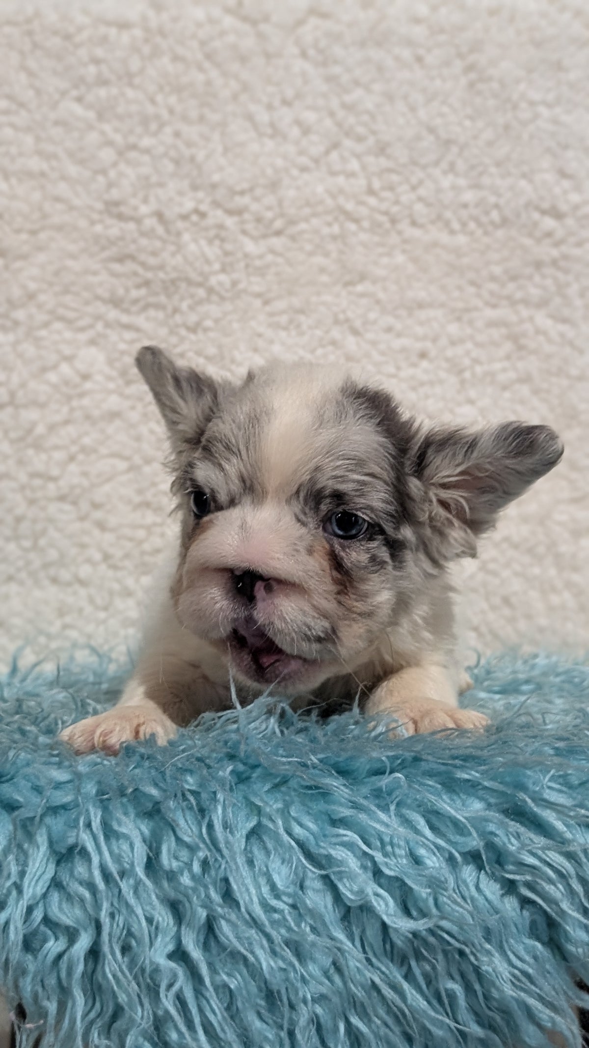 FRENCH BULLDOG (JUN 06) MALES
