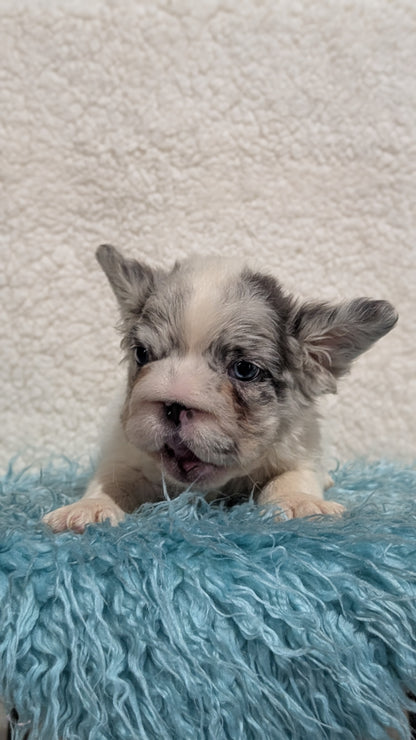 FRENCH BULLDOG (JUN 06) MALES