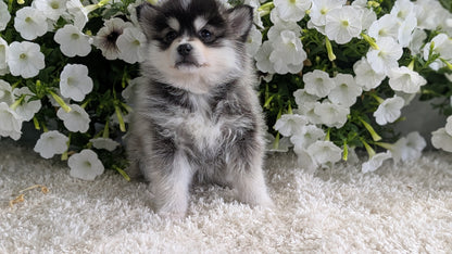 POMSKY (04/01) FEMALE