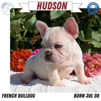 FRENCH BULLDOG (07/08) MALE