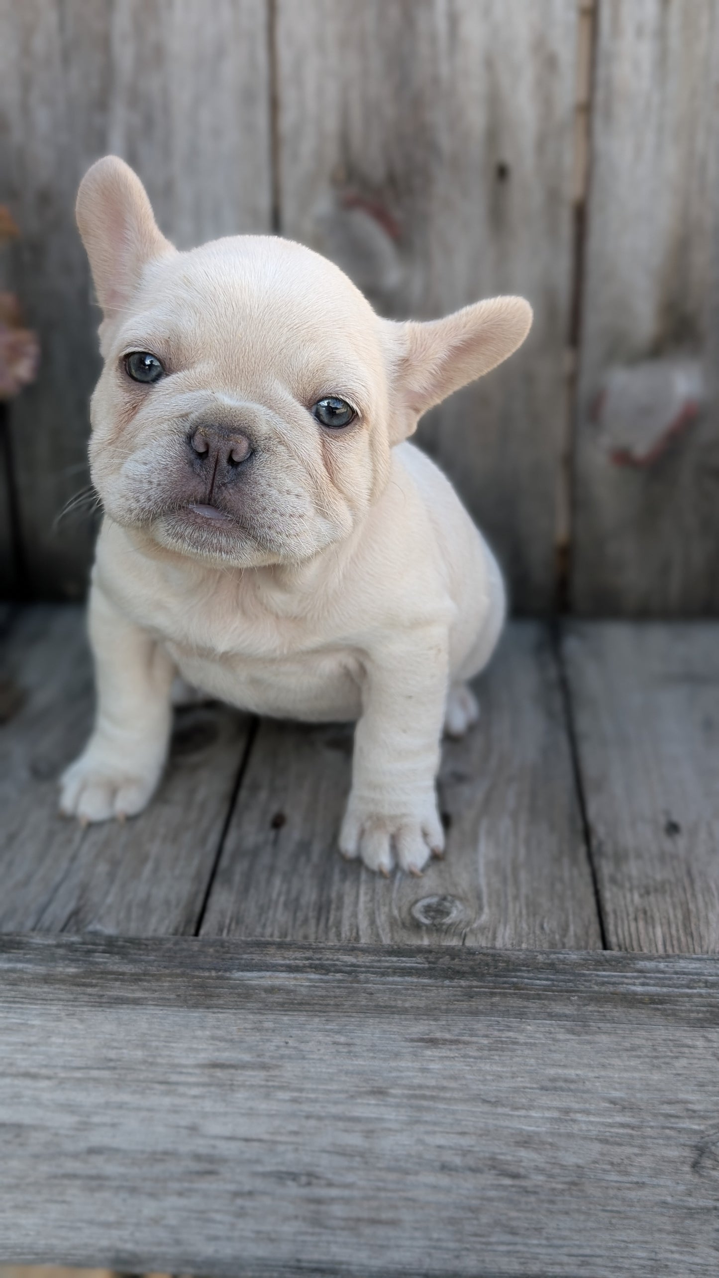 FRENCH BULLDOG (09/09) FEMALE