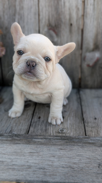 FRENCH BULLDOG (09/09) FEMALE