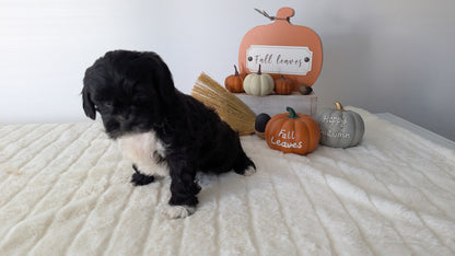SHIHPOO (07/26) FEMALE