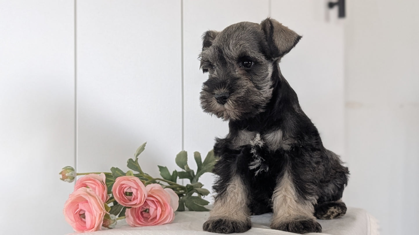 MINI SCHNAUZER (JAN 14) MALES