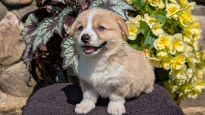 CORGI (JUL 13) 2 FEMALES/3 MALES