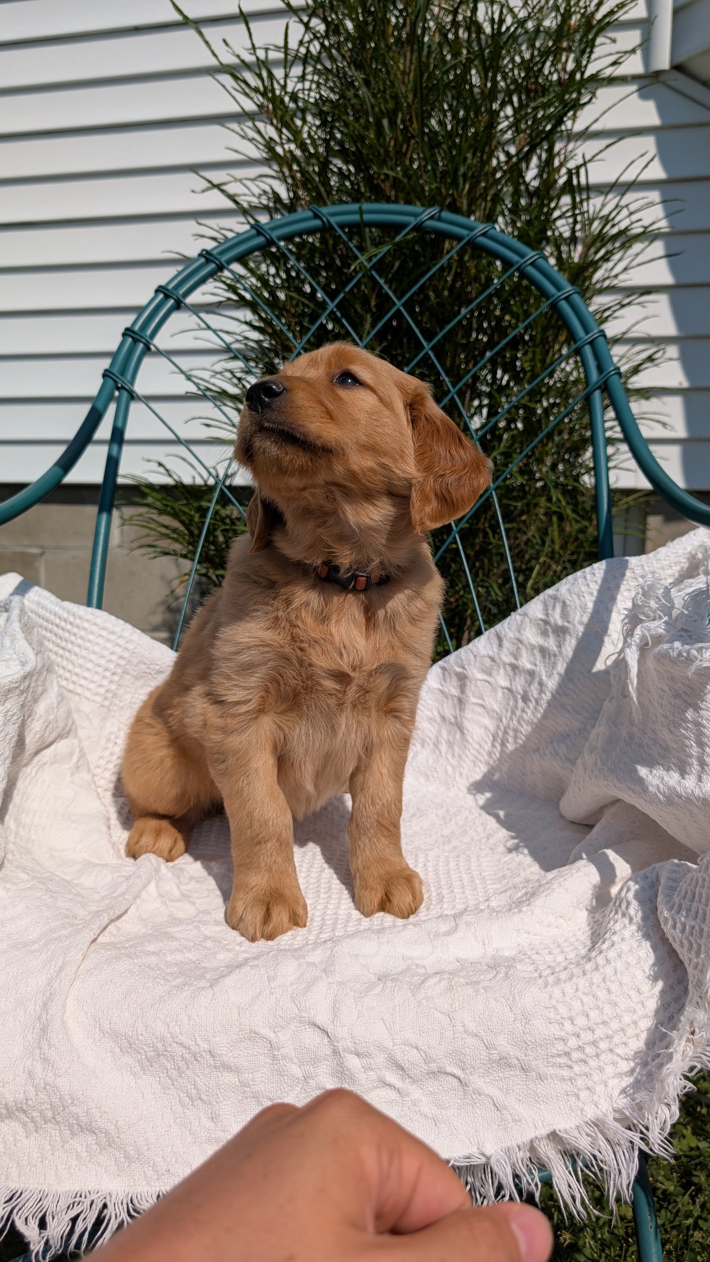 GOLDEN RETRIEVER (07/24) FEMALE