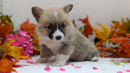 CORGI (09/17) MALE