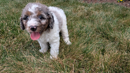 MINI POODLE (06/07) MALE