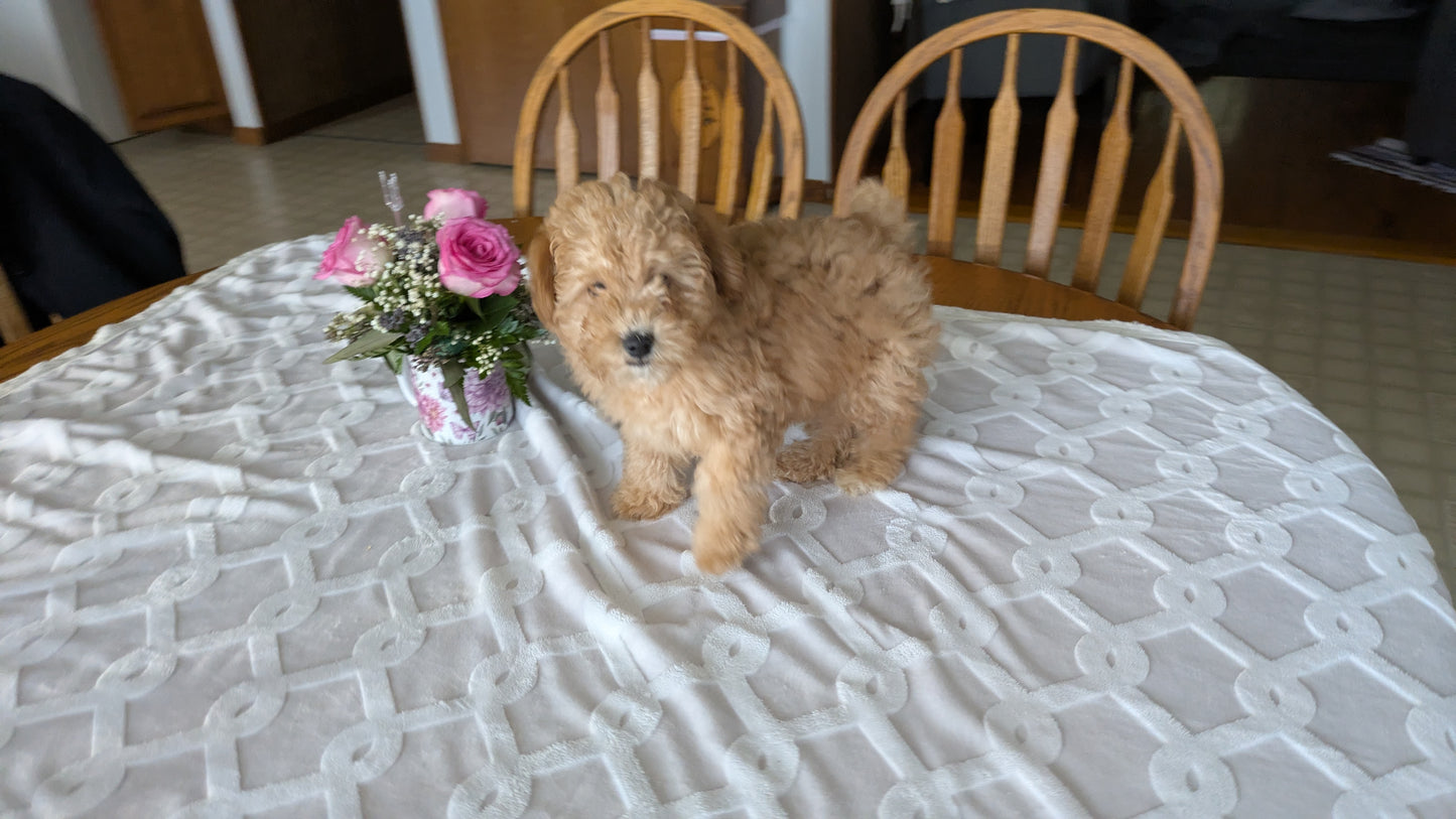 MINI POODLE (01/10) MALE