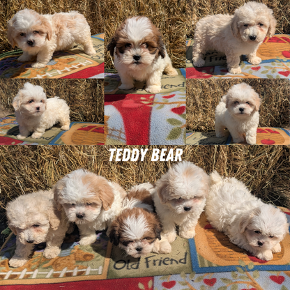 TEDDY BEAR (02/18) MALE