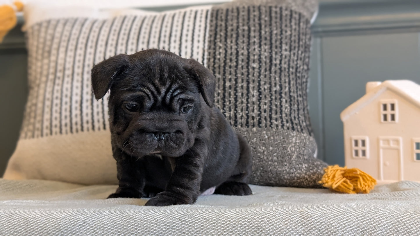 FRENCH BULLDOG (JAN 09) FEMALES
