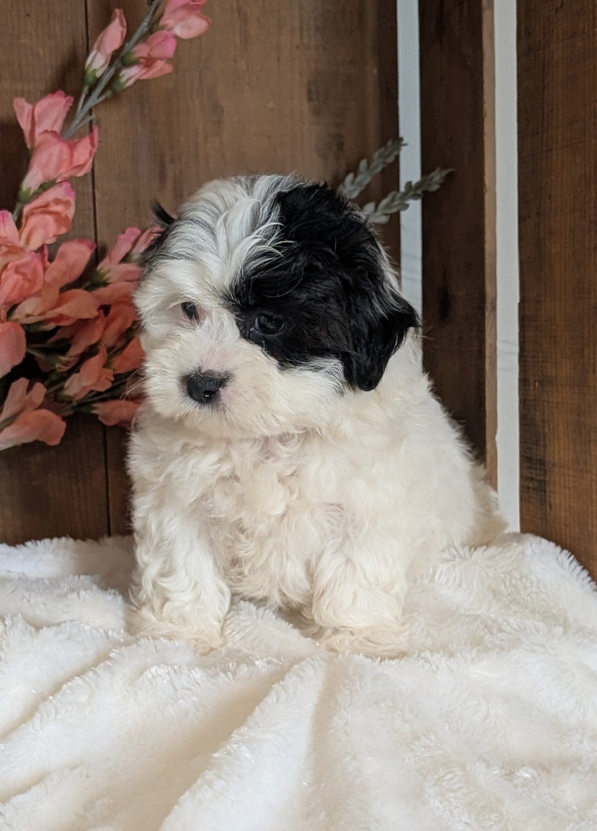 TEDDY BEAR (JUL 15) 1 MALE/1 FEMALE