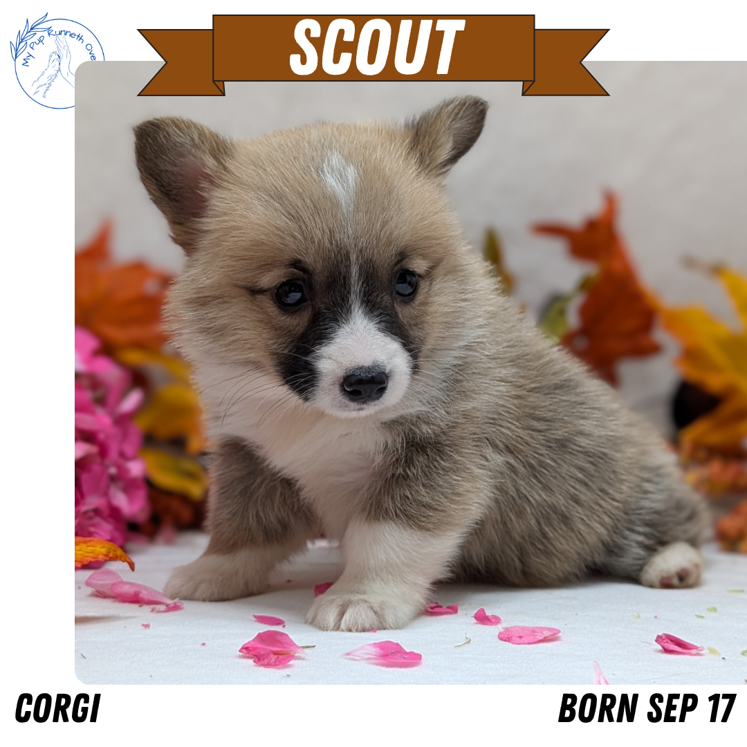 CORGI (09/17) MALE