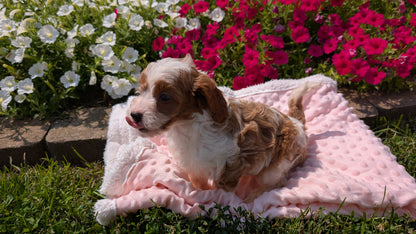 CAVAPOO (06/19) MALE