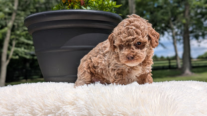 MINI POODLE (MAY 12) FEMALES