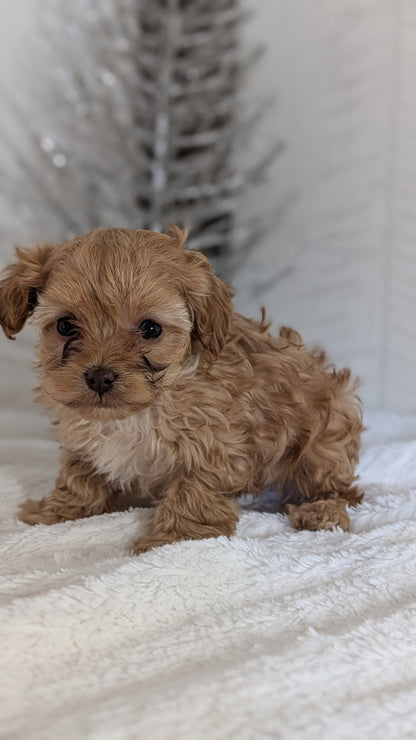 CAVAPOO (NOV 08) MALES