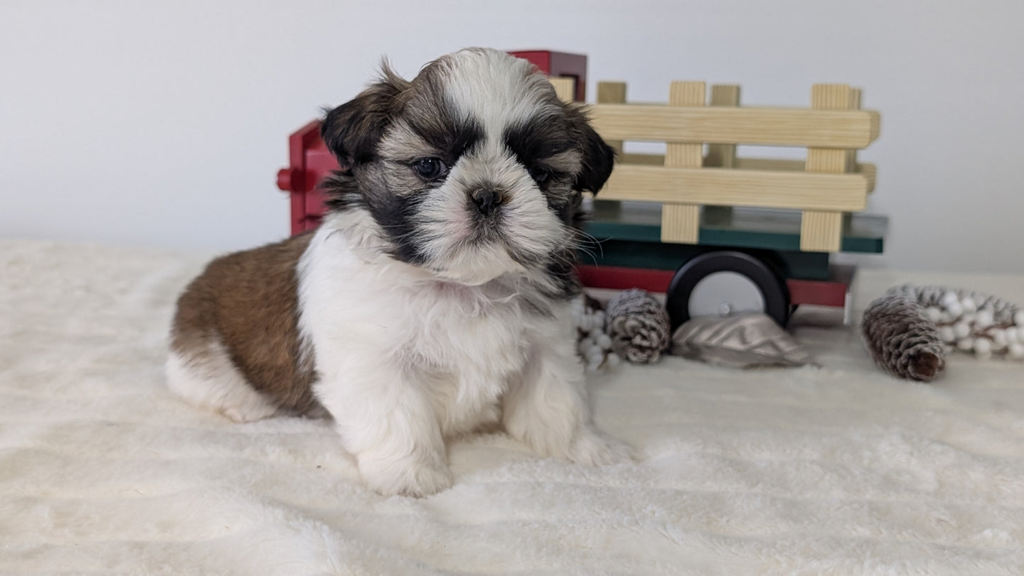 SHIH TZU (DEC 03) FEMALE