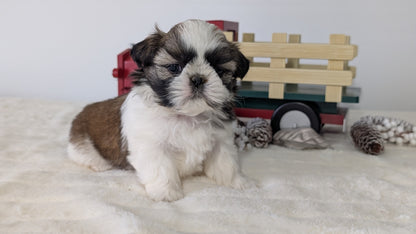 SHIH TZU (DEC 03) FEMALE