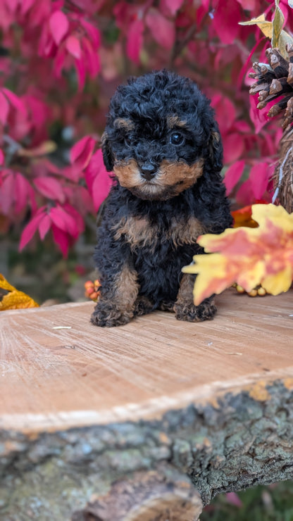 TOY POODLE (09/10) MALE