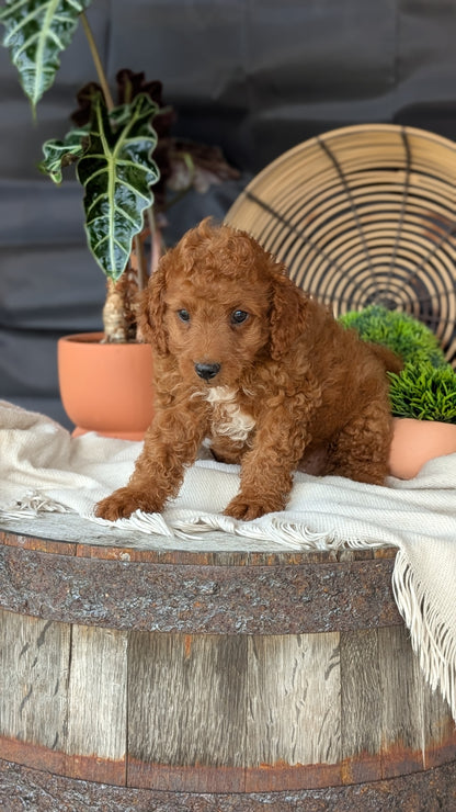 CAVAPOO (MAY 23) MALES
