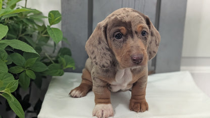 MINI DACHSHUND (MAR 23) MALES