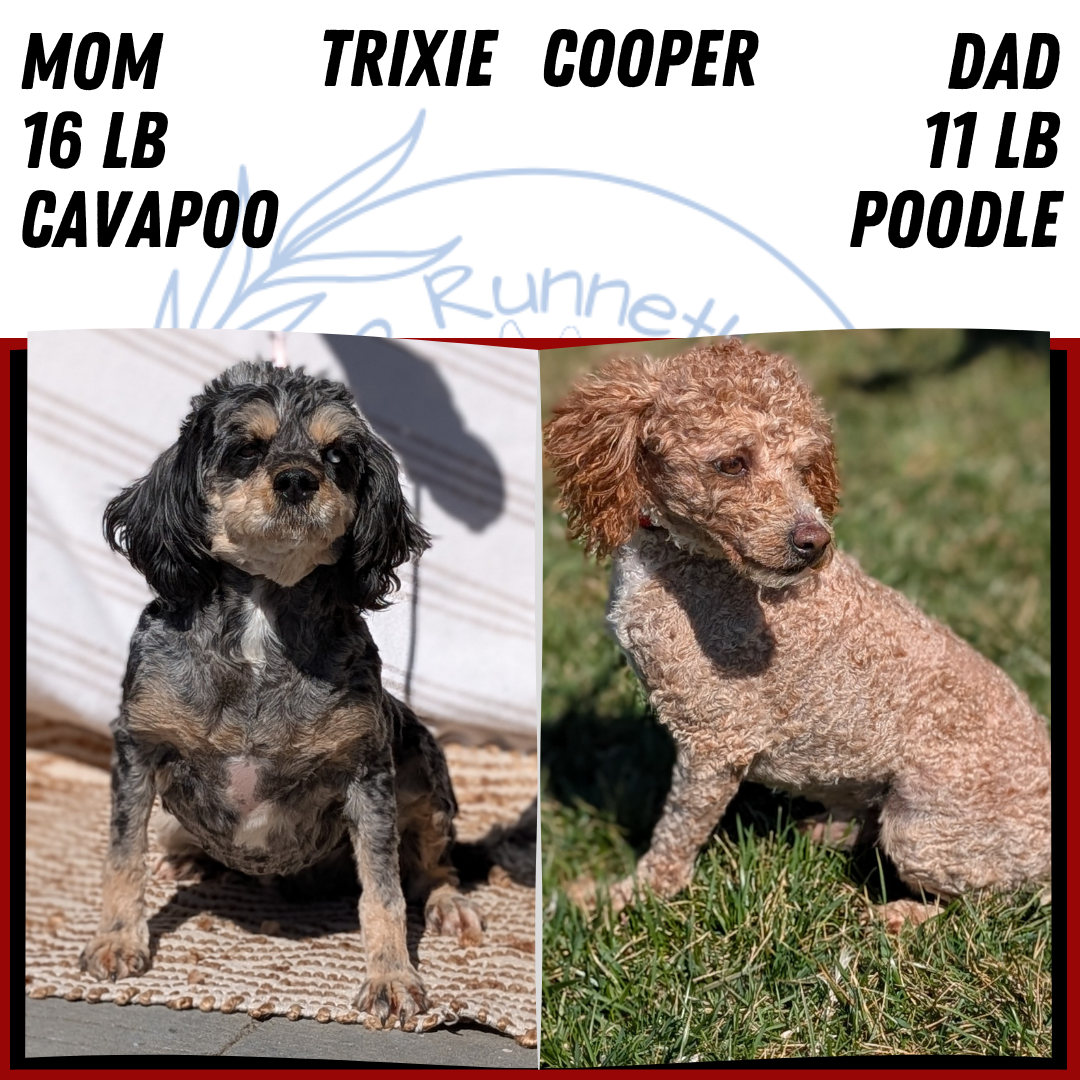 CAVAPOO (MAY 23) MALES
