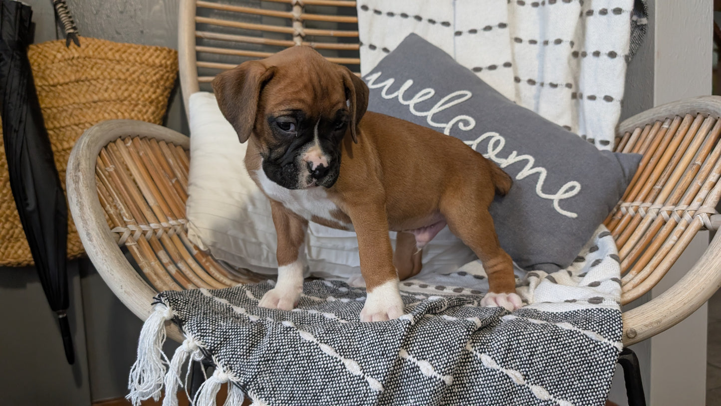 BOXER (OCT 12) MALES