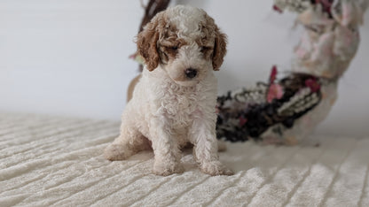 MINI POODLE (JUN 01) MALES