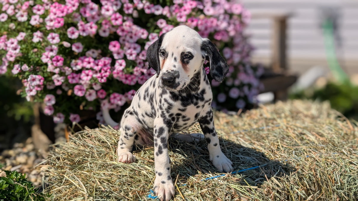 DALMATIAN (JUN 29) FEMALES