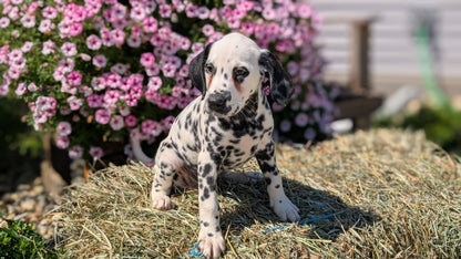 DALMATIAN (JUN 29) FEMALES