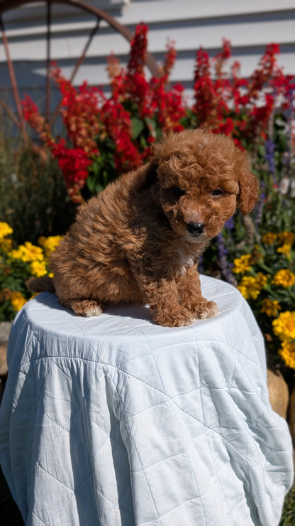 MINI GOLDENDOODLE (08/15) MALE