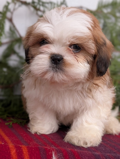 SHIH TZU (SEP 30) MALES