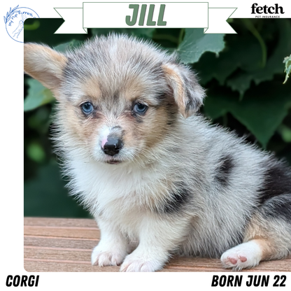 CORGI (JUN 22) FEMALE
