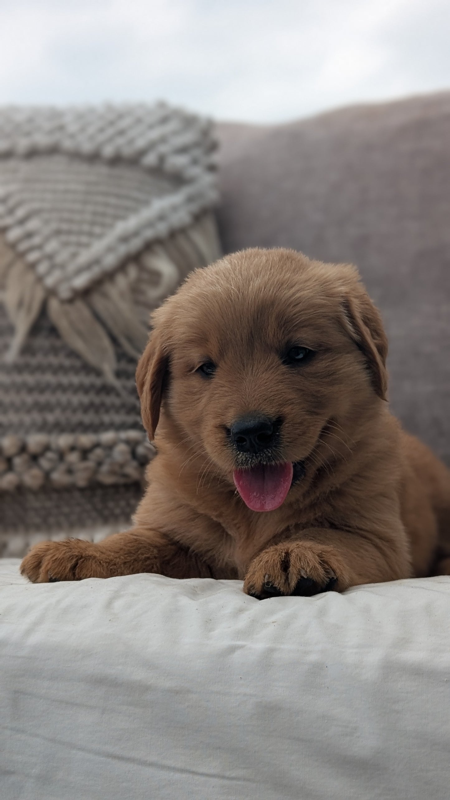GOLDEN RETRIEVER (JUL 01) FEMALES