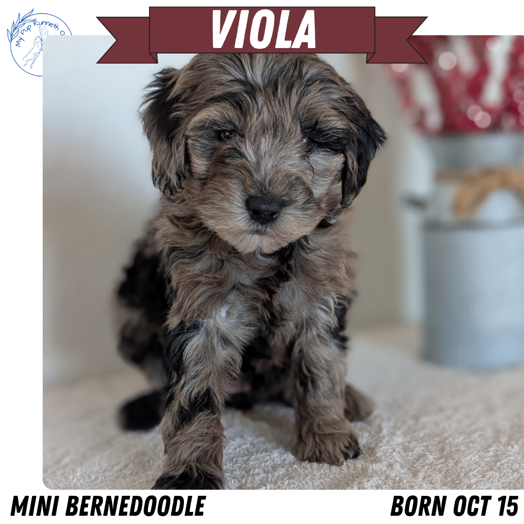MINI BERNEDOODLE (OCT 15) FEMALES