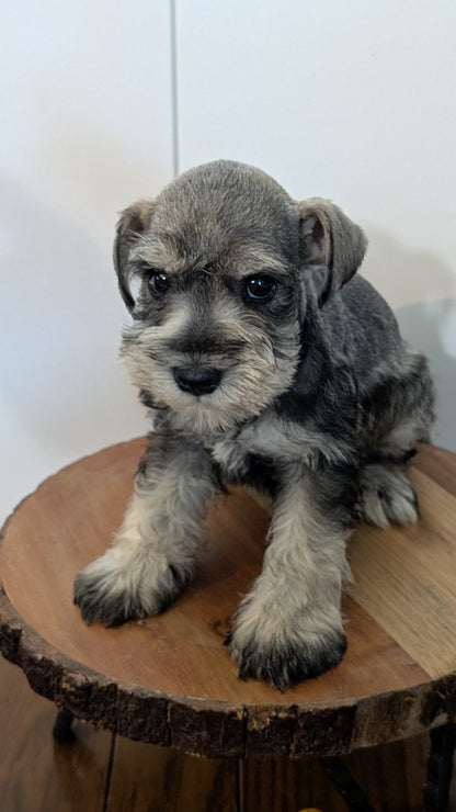 MINI SCHNAUZER (AUG 24) 8 FEMALES