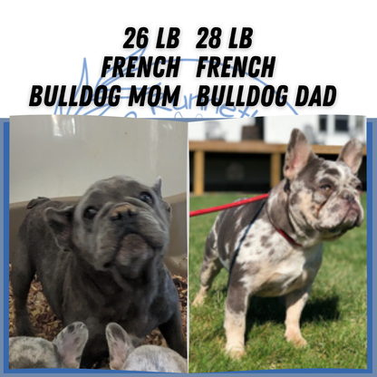 FRENCH BULLDOG (07/15) MALE