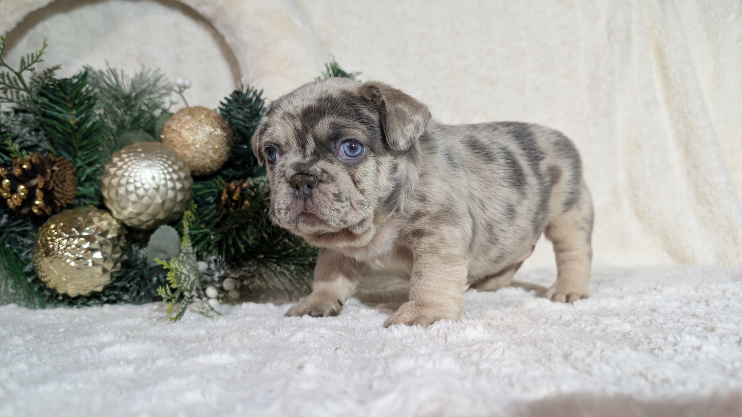 FRENCH BULLDOG (OCT 08) MALES