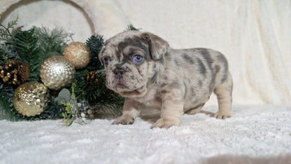 FRENCH BULLDOG (OCT 08) MALES