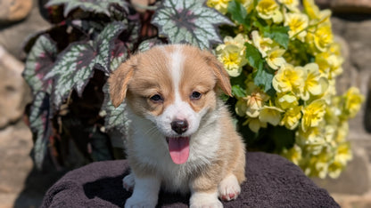 CORGI (JUL 13) 2 FEMALES/3 MALES