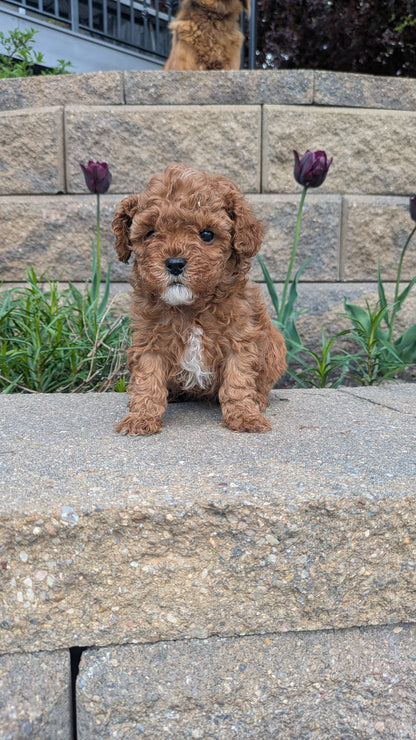 CAVAPOO (03/24) MALE