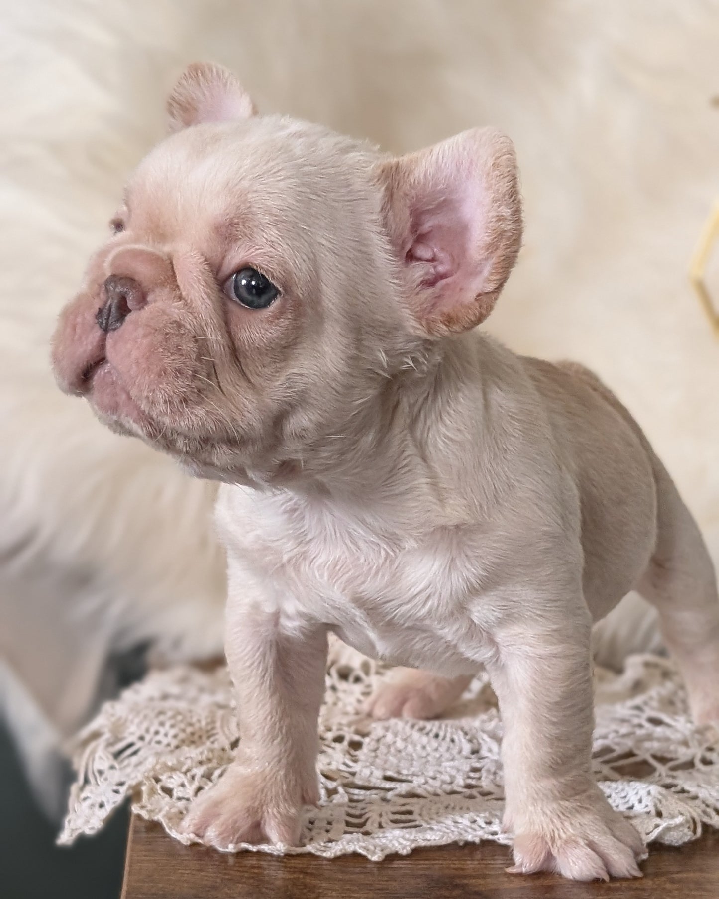 FRENCH BULLDOG (FEB 09) MALE