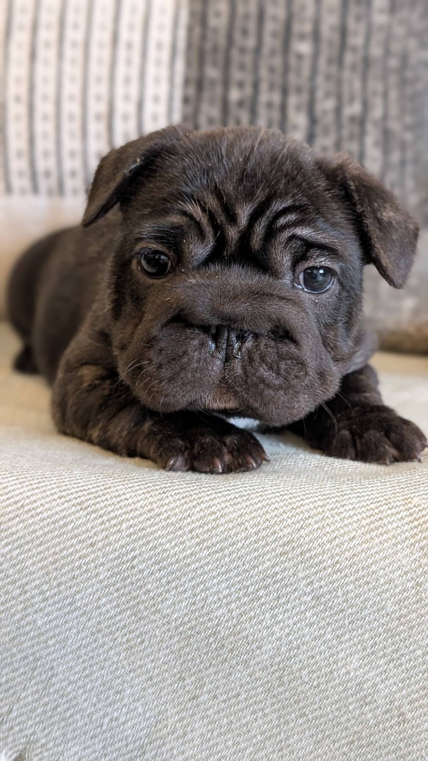 FRENCH BULLDOG (JAN 09) FEMALES