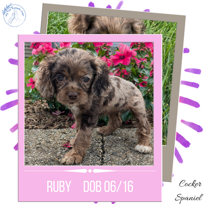 COCKER SPANIEL (06/16) FEMALE